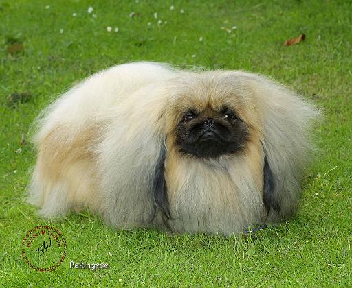Pekingese 9W010D-040.JPG
